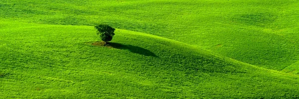 Одиночне дерево в трав'яному полі Стокове Зображення