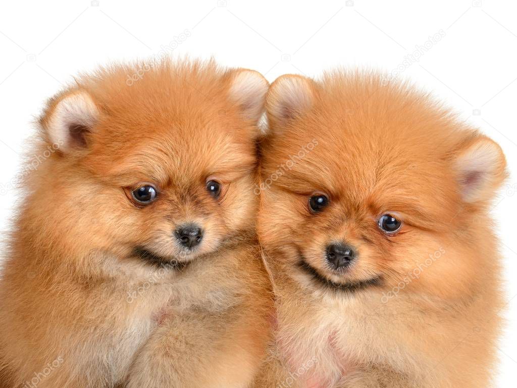 two pomeranian puppy 