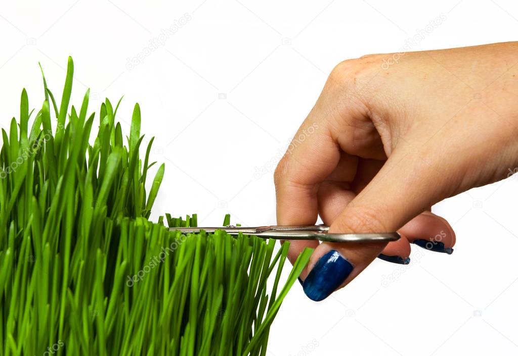 a hand with scissors cutting grass isolated on white background