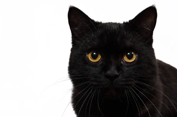 Retrato de um gato preto em estúdio com fundo branco. com espaço de cópia . — Fotografia de Stock