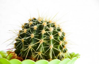 Kaktüs beyaz arkaplanda izole.