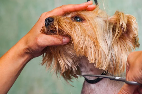 Vrouw Hand Grooming Yorkshire Terrier Hond Stockafbeelding