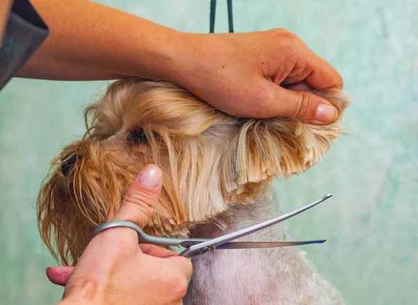 Kvinna Hand Grooming Yorkshire Terrier Hund — Stockfoto
