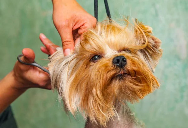 Vrouw Hand Grooming Yorkshire Terrier Hond — Stockfoto