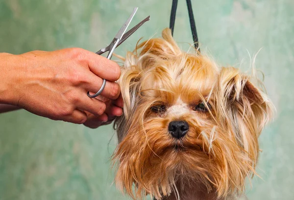 Ženská Ruka Grooming Yorkshire Teriér Pes Stock Fotografie