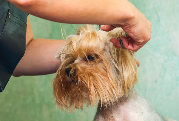 Vrouw Hand Grooming Yorkshire Terrier Hond Rechtenvrije Stockfoto's