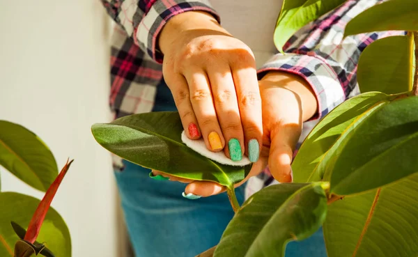 Manos Mujer Cuidando Las Plantas Casa Limpiando Polvo Las Hojas —  Fotos de Stock