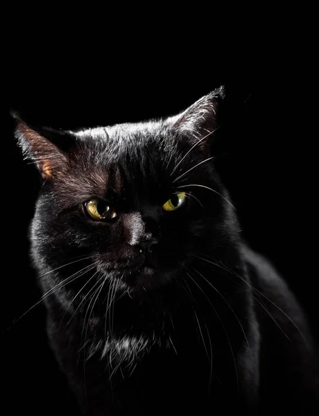 Retrato Gato Negro Estudio Sobre Fondo Pared Negro — Foto de Stock