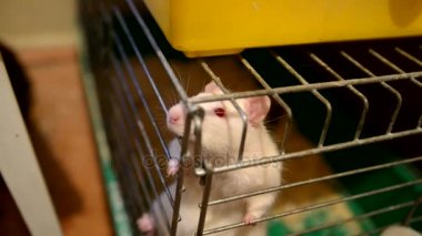 Kırmızı gözlü beyaz fare