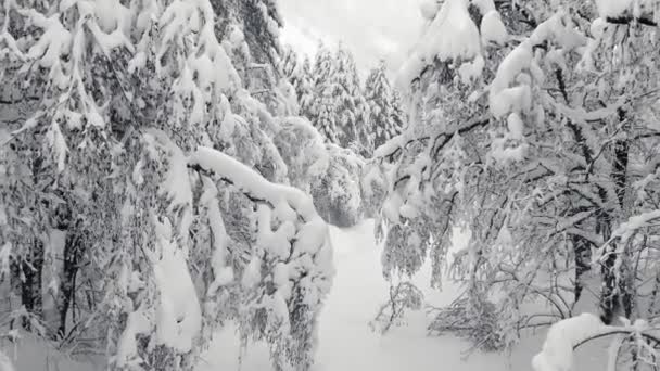 Flyg Genom Trädgrenar Täckta Med Snö Snöiga Vinterträd Snöig Skog — Stockvideo