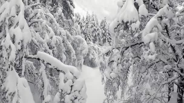 Vuelo Través Ramas Árboles Cubiertas Nieve Árboles Nevados Invierno Bosque — Vídeos de Stock