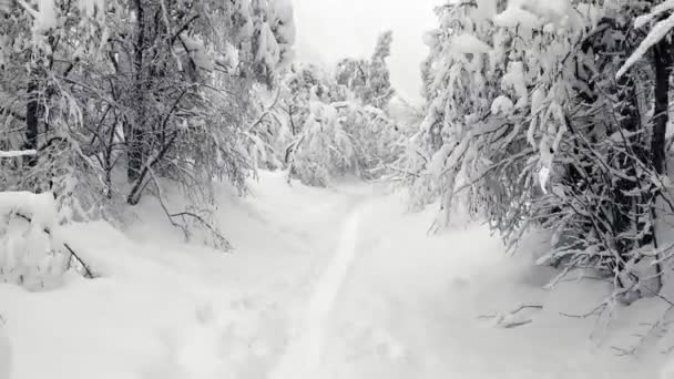 Flucht durch schneebedeckte Äste — Stockvideo