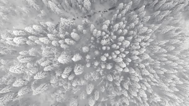Vista aérea en bosque montañoso. Paisaje invierno — Vídeos de Stock