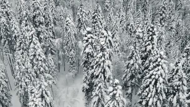 Atterraggio su una foresta di montagna innevata. Paesaggio invernale — Video Stock