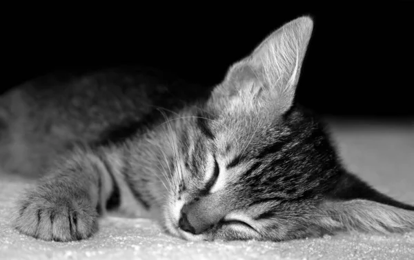 Closeup sleeping kitten on a soft blanket on a black background. Black and white