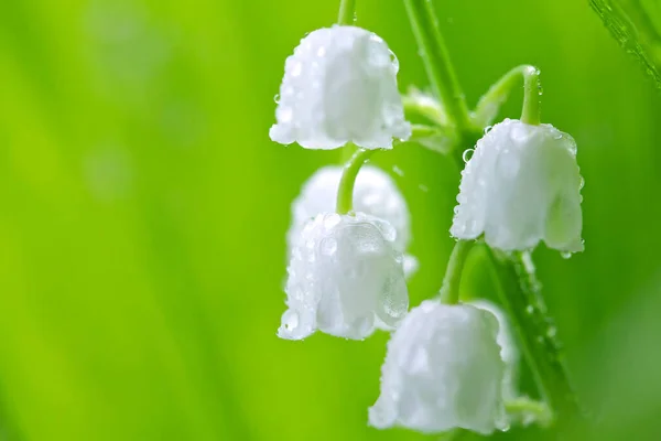 Flower Lily Valley Drops Water Green Background Early Morning Dew Stock Image