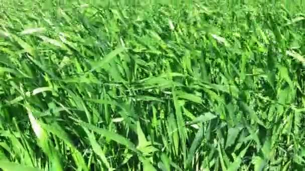 夏天的寒风吹动着碧绿的麦田波浪 绿草闪烁着反射的太阳光 起重机射击 — 图库视频影像
