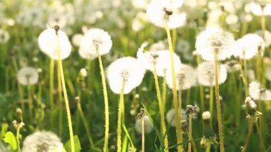 Güneşe yakın karahindibalı çayır..
