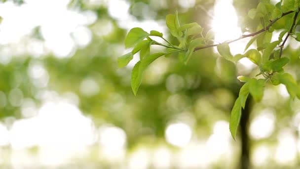 An Apple tree branch sways in the wind. Sunlight fills the blur background. — Stock Video