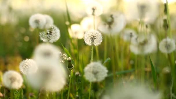 Meadow with dandelions close-up in the sun. — Stock Video