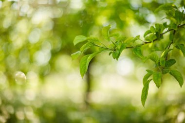 Elma ağacı dalı arka planda sallanıyor. Güneş ışığı arka planı doldurur. Uzayı kopyala Yeşil ağaç bokeh