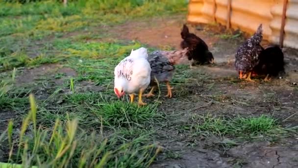 Małe kury dziobające ziarno nad ziemią — Wideo stockowe