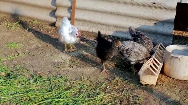Kis csirkék, amelyek gabonát szednek le a földről — Stock videók