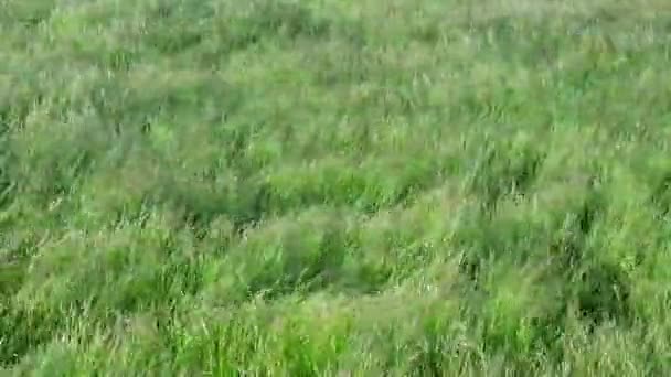 Verde hierba campo olas movidas por verano viento naturaleza — Vídeo de stock