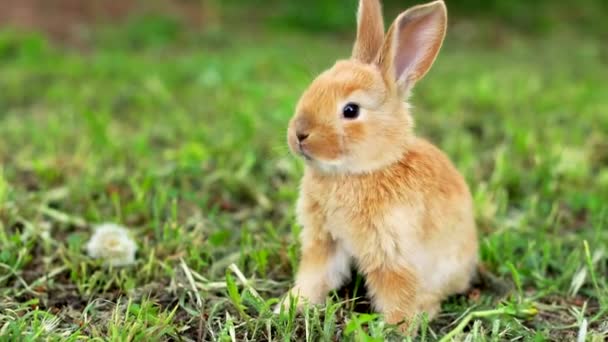 Mignon lapin orange hachant herbe lapin dans le jardin . — Video