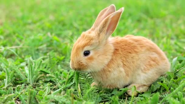 Söt apelsin kanin mumsa gräs i trädgården. — Stockvideo