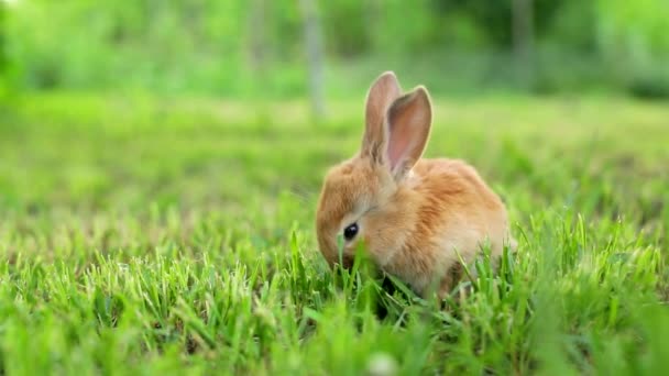 Милый оранжевый кролик жует траву в саду . — стоковое видео