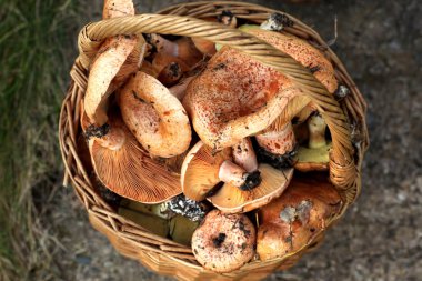 Taze Lactarius deliciosus - safran süt kap ve r olarak da