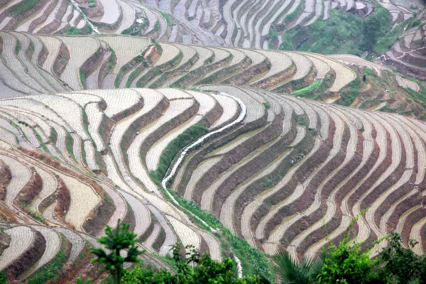 Longji rijstterrassen, provincie guangxi, china — Stockfoto