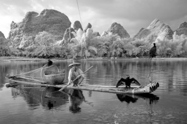 Yangshuo - 18 Haziran: Çinli karabatak kuşlar ile Balık tutma