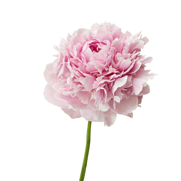 Pink peony flower. — Stock Photo, Image