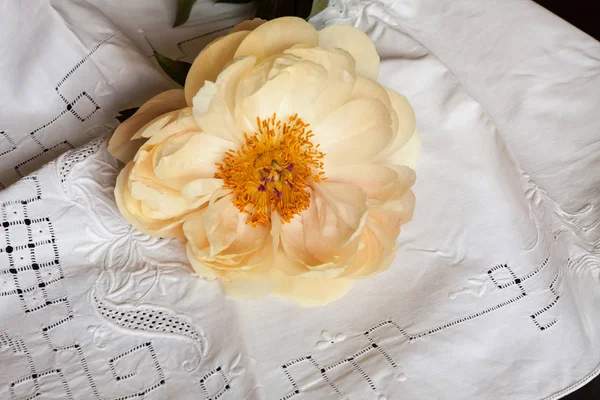 Beautiful peony on the cloth. — Stock Photo, Image