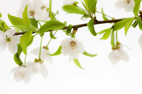 Flores de cereza blanca . — Foto de Stock
