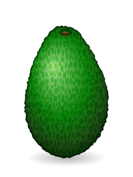 Авокадо — стоковый вектор