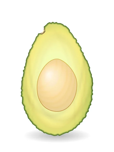 Avocado — Stockvektor