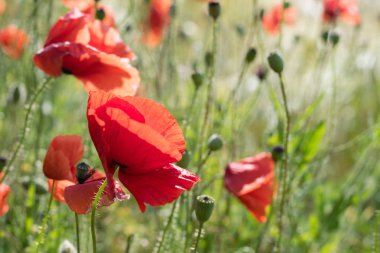 Kırmızı poppies alan