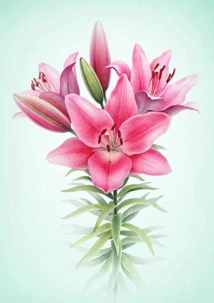 Illustration of lily flowers — Stock Photo, Image