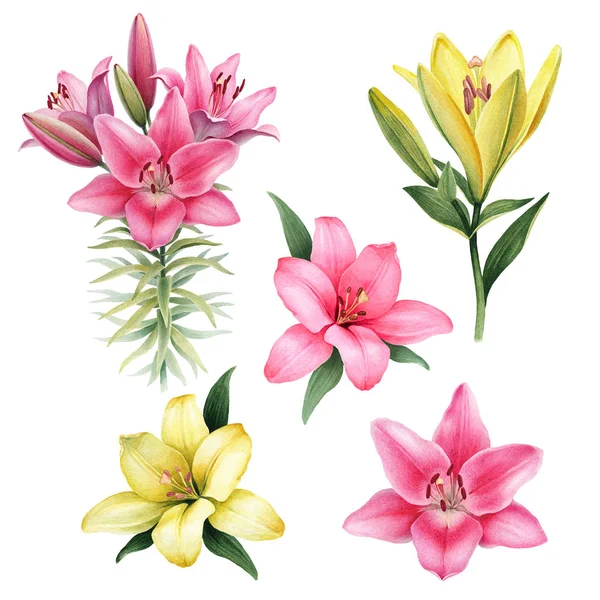 Ілюстрація квітів лілій — стокове фото