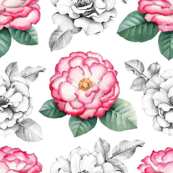 Иллюстрация цветов дикой розы — стоковое фото