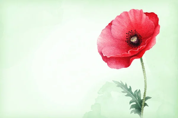 Watercolor illustration of poppy flower — Stock Photo, Image