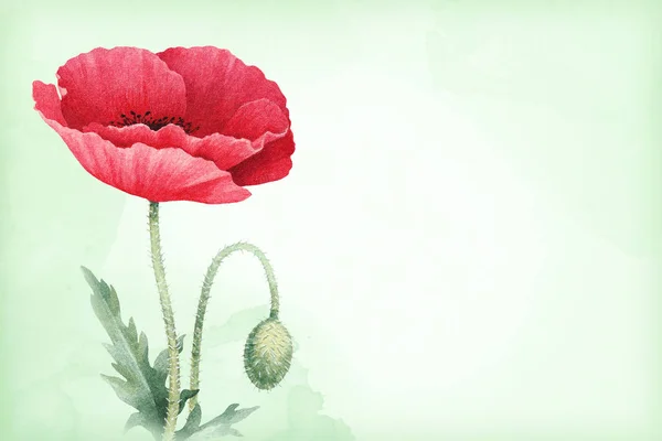 Akvarell illustration av vallmo blomma — Stockfoto