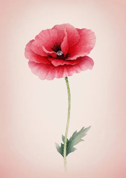 Watercolor illustration of poppy flower — Stock Photo, Image
