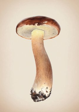 Mantar suluboya çizimi