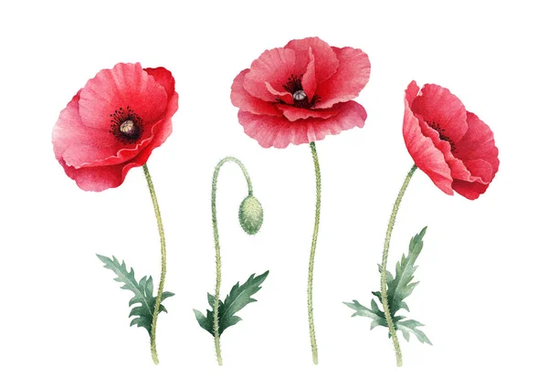Watercolor illustration of poppy flowers — Stock Photo, Image