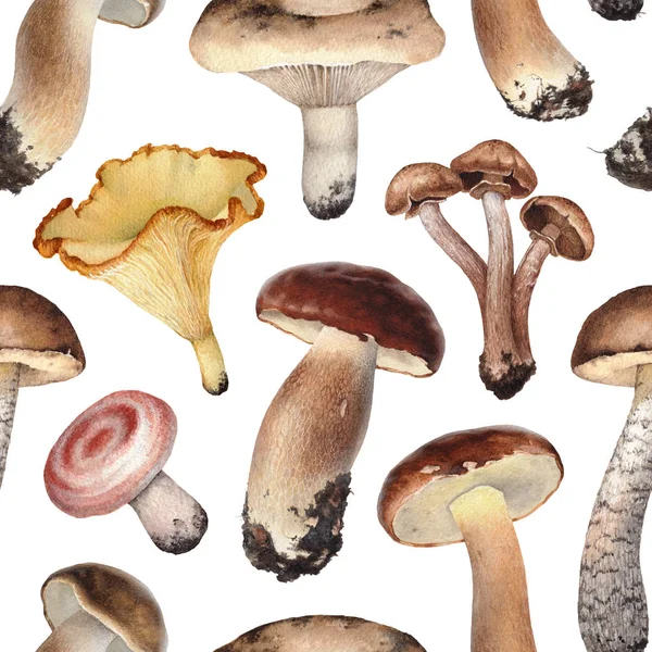 Illustrazione ad acquerello di funghi — Foto Stock