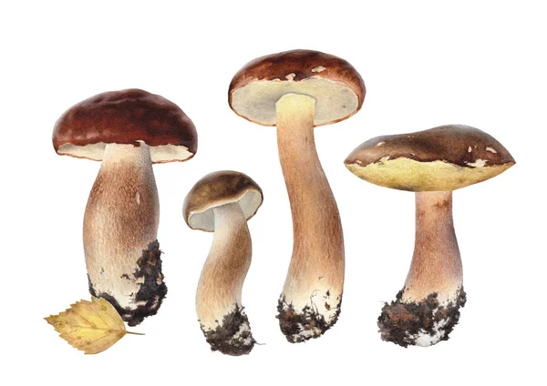 Acuarela boletus setas — Foto de Stock